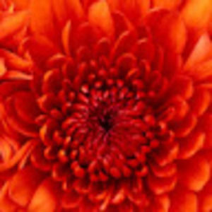 Meet your Posher, Rutu